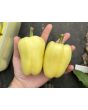 Sweet Pepper 'Albino Bull Nose' Seeds
