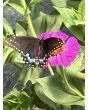 Zinnia 'Magenta Majesty Mix' Seeds