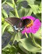 Zinnia 'Magenta Majesty Mix' Seeds