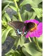 Zinnia 'Magenta Majesty Mix' Seeds