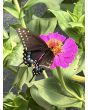 Zinnia 'Magenta Majesty Mix' Seeds