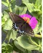 Zinnia 'Magenta Majesty Mix' Seeds