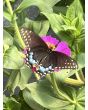 Zinnia 'Magenta Majesty Mix' Seeds