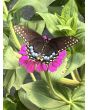 Zinnia 'Magenta Majesty Mix' Seeds