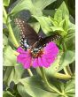 Zinnia 'Magenta Majesty Mix' Seeds