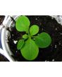 Petunia, Purple and White Striped Seeds (Certified Organic)