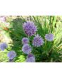 Chives, Common