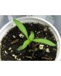 Globe Amaranth 'Las Vegas Purple'