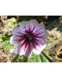 Mallow/French Hollyhock 'Zebrina'
