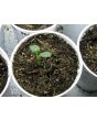 Money Plant AKA Silver Dollar 'Alba' Seeds (Certified Organic)