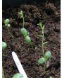 Blue Flax Seeds (Certified Organic)