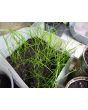 Garlic Chives