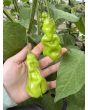 Hot Pepper ‘Erotica Orange' Seeds