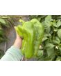 Sweet Pepper 'Yellow Monster' Seeds
