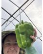 Sweet Pepper 'Yellow Monster' Seeds