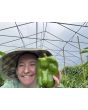 Sweet Pepper 'Yellow Monster' Seeds