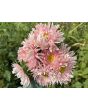 China Aster 'Salmon Janina' Seeds