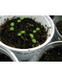 Jewels of Opar AKA Fame Flower Seeds (Certified Organic)