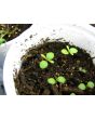 Jewels of Opar AKA Fame Flower Seeds (Certified Organic)