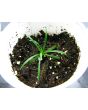 Sea Thrift 'Alba' Seeds (Certified Organic)