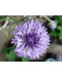 Bachelor's Button 'Polka Dot Mix'