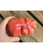 Tomato 'Tamara's San Marzano Pink Ruffled Strain' Seeds (Certified Organic)