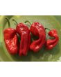 Hot Pepper 'Aci Sivri Biber Cross' Seeds