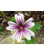 Mallow/French Hollyhock 'Zebrina'