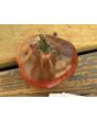 Tomato 'Antico Ravenna' Seeds (Naturally Grown)