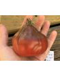 Tomato 'Antico Ravenna' Seeds (Naturally Grown)