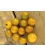 Tomato 'Gajo de Melon' (more yellow strain) Seeds
