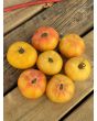 Tomato 'Thorburn's Lemon Blush' Seeds
