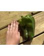 Sweet Pepper 'Yellow Monster' Seeds