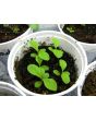 Jewels of Opar AKA Fame Flower Seeds (Certified Organic)