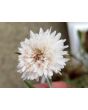 Bachelor's Button 'Polka Dot Mix'