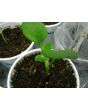 Money Plant AKA Silver Dollar 'Alba' Seeds (Certified Organic)