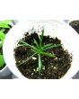 Sea Thrift 'Alba' Seeds (Certified Organic)