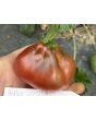 Tomato 'Antico Ravenna' Seeds (Naturally Grown)