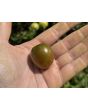 Tomato 'Chocolate Sprinkles F2' Seeds