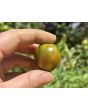 Tomato 'Chocolate Sprinkles F2' Seeds