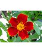 Marigold 'Scarlet Starlet'