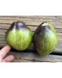 Tomato 'Rebel Starfighter VT16' Seeds
