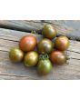 Tomato 'Chocolate Sprinkles F2' Seeds