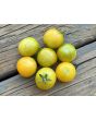 Tomato 'Gajo de Melon' (more yellow strain) Seeds