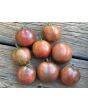 Tomato 'Sailor's Luck' Plant