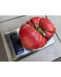 Tomato 'Bear Claw' Seeds (Certified Organic)