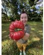 Tomato 'Bear Claw' Seeds (Certified Organic)