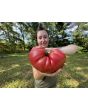Tomato 'Bear Claw' Seeds (Certified Organic)