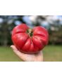Tomato 'Bear Claw' Seeds (Certified Organic)