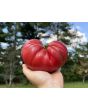 Tomato 'Bear Claw' Seeds (Certified Organic)